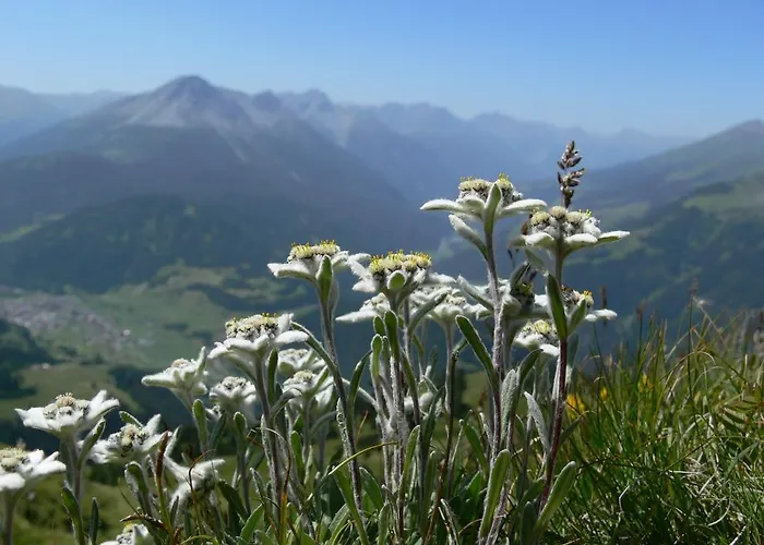 酒店 Alpengasthof Norbertshoehe Superior 瑙德斯
