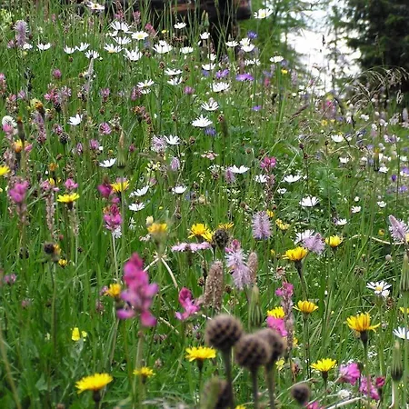 Hotel Alpengasthof Norbertshohe