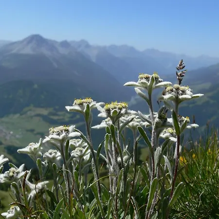 Отель Alpengasthof Norbertshoehe Superior Наудерс